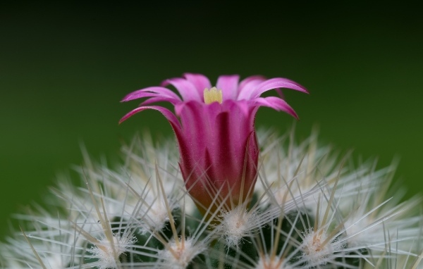 Нежный розовый цветок на колючем кактусе