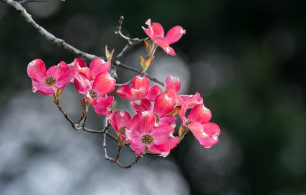 Нежные розовые цветы на ветке крупным планом