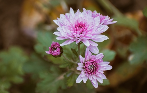 Нежная розовая садовая хризантема