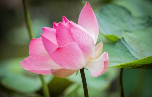 Нежные розовые лепестки красивого цветка лотоса