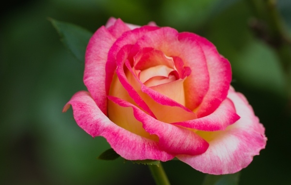 Нежная розовая роза крупным планом