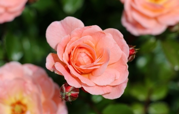 Нежная розовая роза с бутонами на клумбе