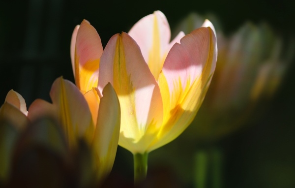 Нежные розовые тюльпаны в лучах солнца