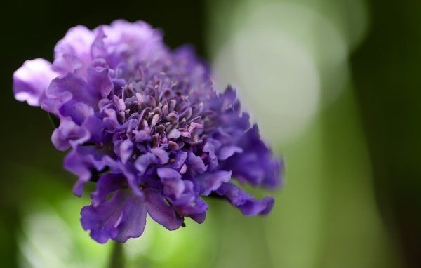 Нежный фиолетовый цветок люцида