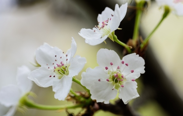 Нежные белые цветы вишни на ветках весной