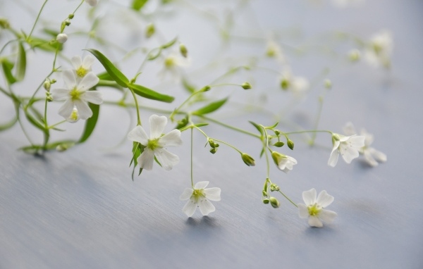 Нежные белые цветы лежат на сером столе