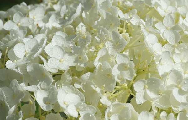 Нежный белый цветок гортензии в каплях росы