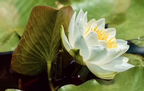 Нежный белый цветок водяной лилии в зелеными листьями