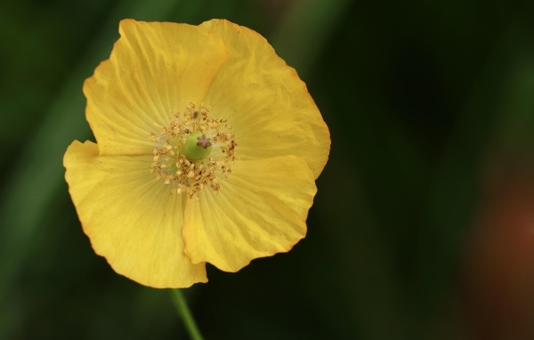 Нежный желтый цветок эшшольция крупным планом