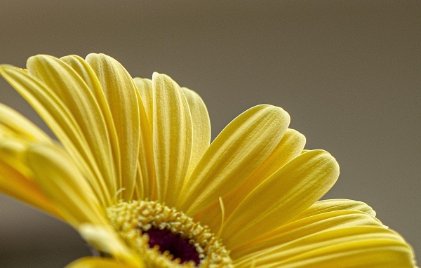 Нежные желтые лепестки герберы