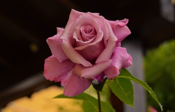 Роса на лепестках розовой розы