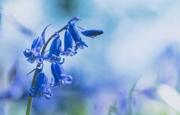 Поникшие цветы синего гиацинта