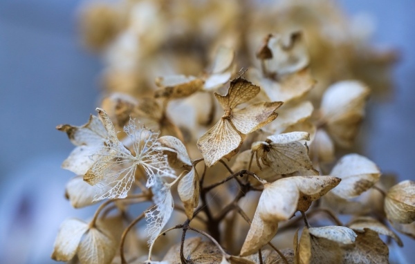 Отцветшие цветы гортензии крупным планом