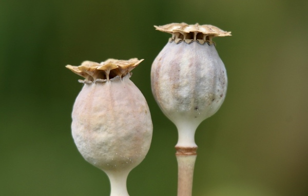 Отцветшие бутоны мака крупным планом