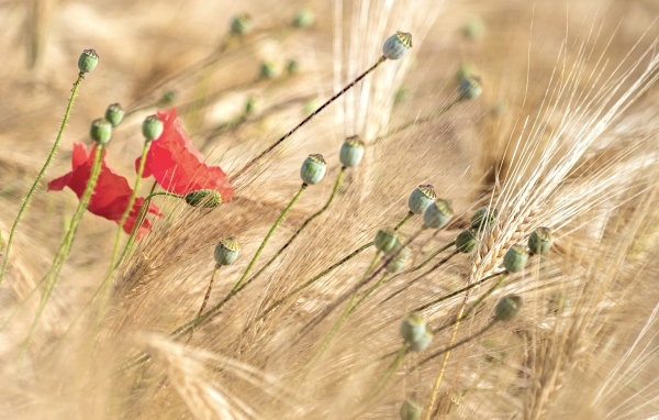 Отцветший  мак в колосьях пшеницы