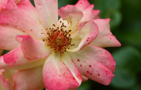 Отцветающая роза на клумбе крупным планом