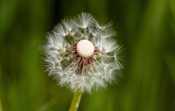 Опавший белый одуванчик
