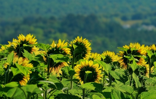 Поле цветущих подсолнухов в лучах солнца