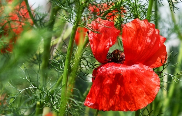 Полевой мак с красными лепестками в зеленых листьях