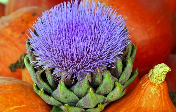Цветущий артишок и тыква крупным планом