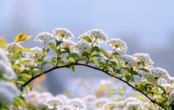 Цветущие ветки дерева весной на фоне неба