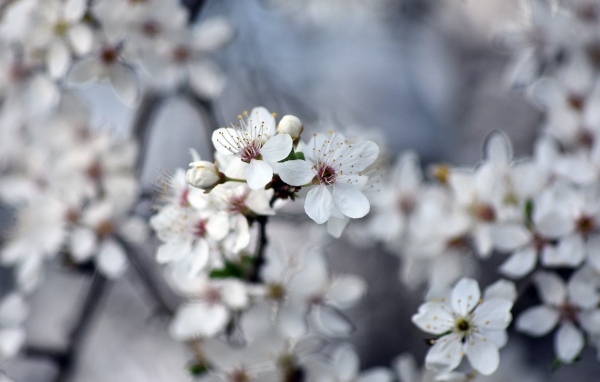 Ароматные цветы вишни на ветках 