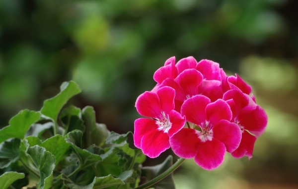 Ароматный цветок розовой герани