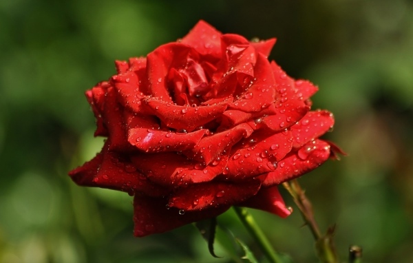 Ароматная красная роза в саду под дождем