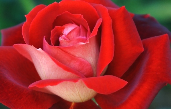 Ароматная красная чайная роза крупным планом