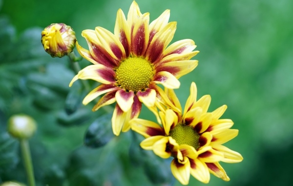 Цветы газания с бутонами крупным планом