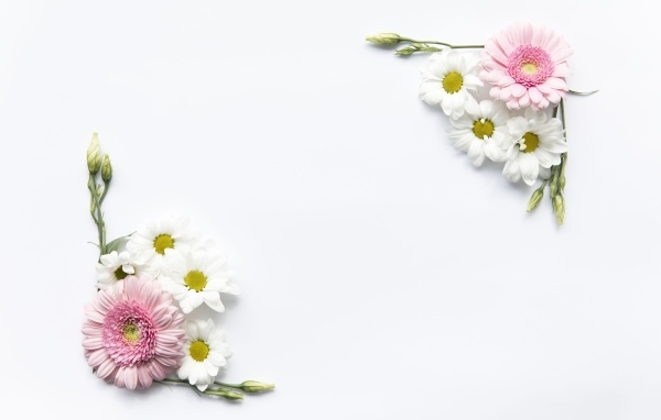 Цветы герберы и хризантемы на белом фоне