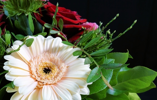 Цветок герберы в букете с красными розами