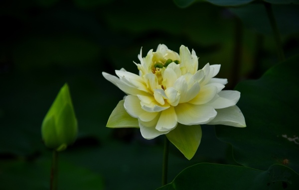 Золотой лотос с бутоном крупным планом