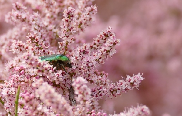 Зеленый жук сидит на красивых розовых цветах