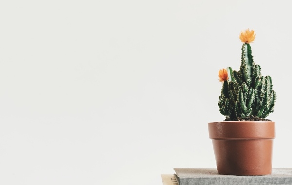 Зеленый цветущий кактус в горшке