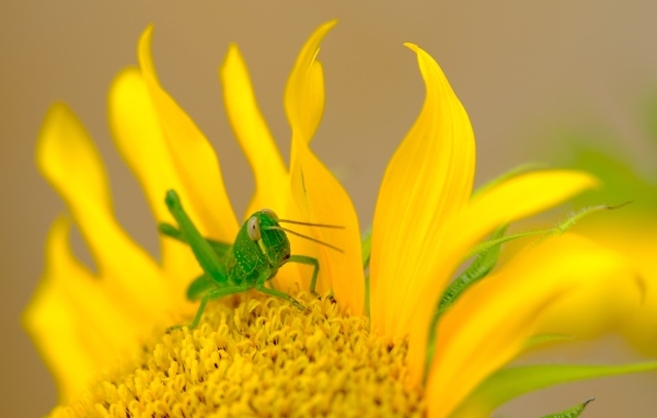 Зеленый кузнечик на желтом подсолнухе