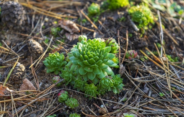 Зеленые растения суккуленты на земле