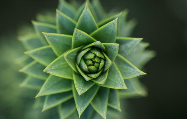 Зеленый цветок суккулент крупным планом