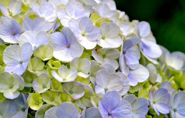 Цветы гортензии крупным планом