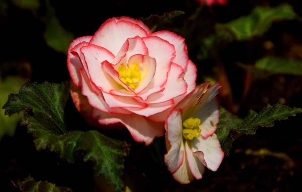 Комнатный цветок бегония крупным планом