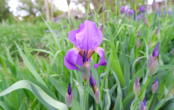 Цветы ирисы с бутонами на клумбе