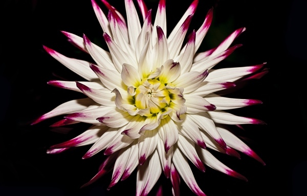 Крупный цветок георгина на черном фоне