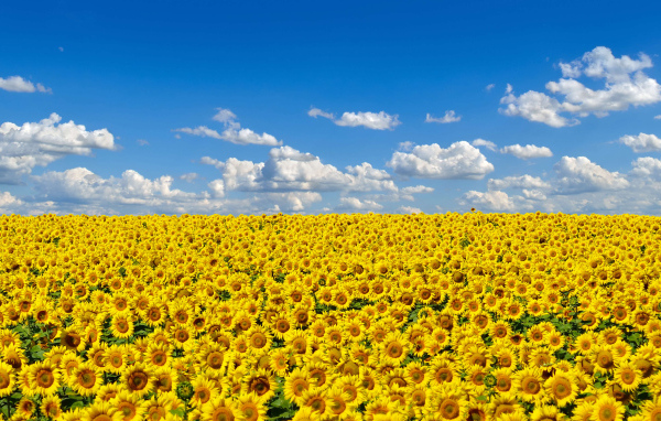 Большое поле желтых украинских подсолнухов