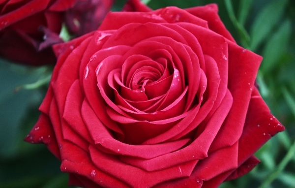 Крупная ароматная красная роза