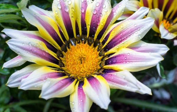 Большой цветок газания с каплями на лепестках