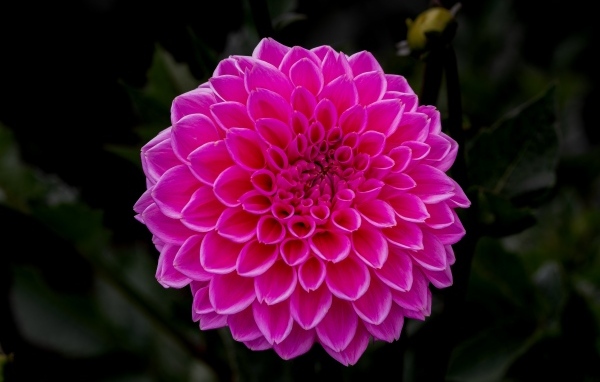 Большая пышная розовая георгина