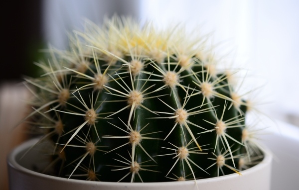 Большие иголки колючего кактуса