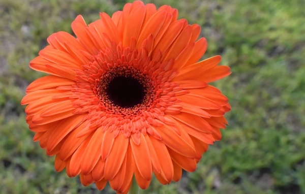 Крупный цветок оранжевой герберы