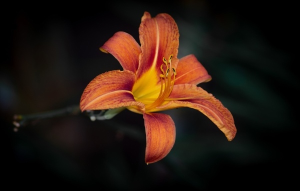 Большая оранжевая лилия на черном фоне