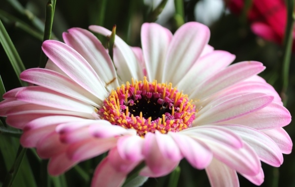 Большой розовый цветок гербера крупным планом